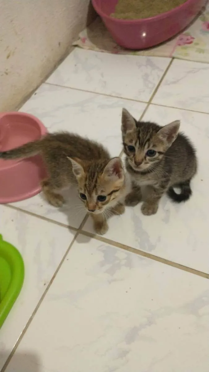 Gato raça Srd idade Abaixo de 2 meses nome Varios