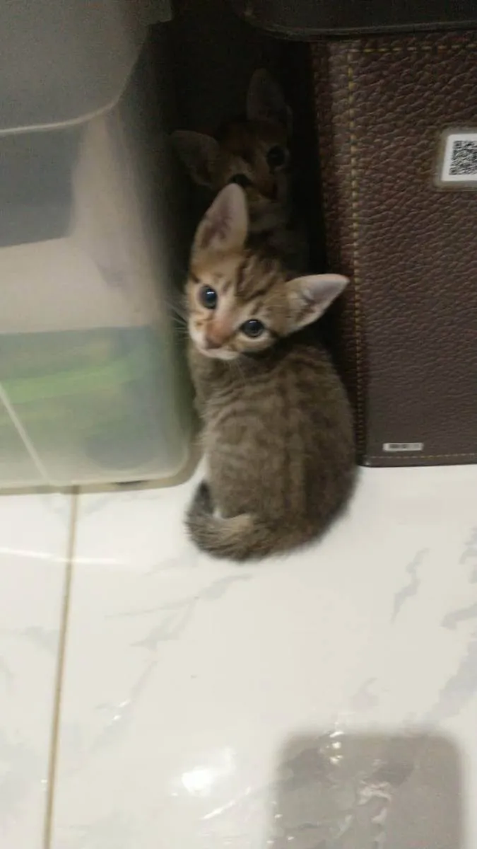 Gato raça Srd idade Abaixo de 2 meses nome Varios