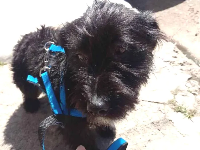 Cachorro ra a Jack A pool idade 7 a 11 meses nome Tomas