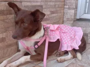 Cachorro raça Srd idade 2 anos nome Serena  maria
