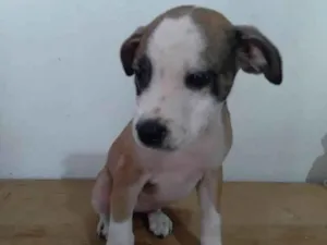Cachorro raça Srd idade 2 a 6 meses nome Lore