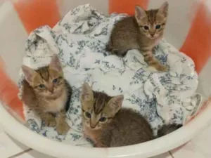 Gato raça Srd idade Abaixo de 2 meses nome Varios