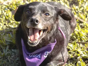 Cachorro raça SRD idade 3 anos nome Latifa