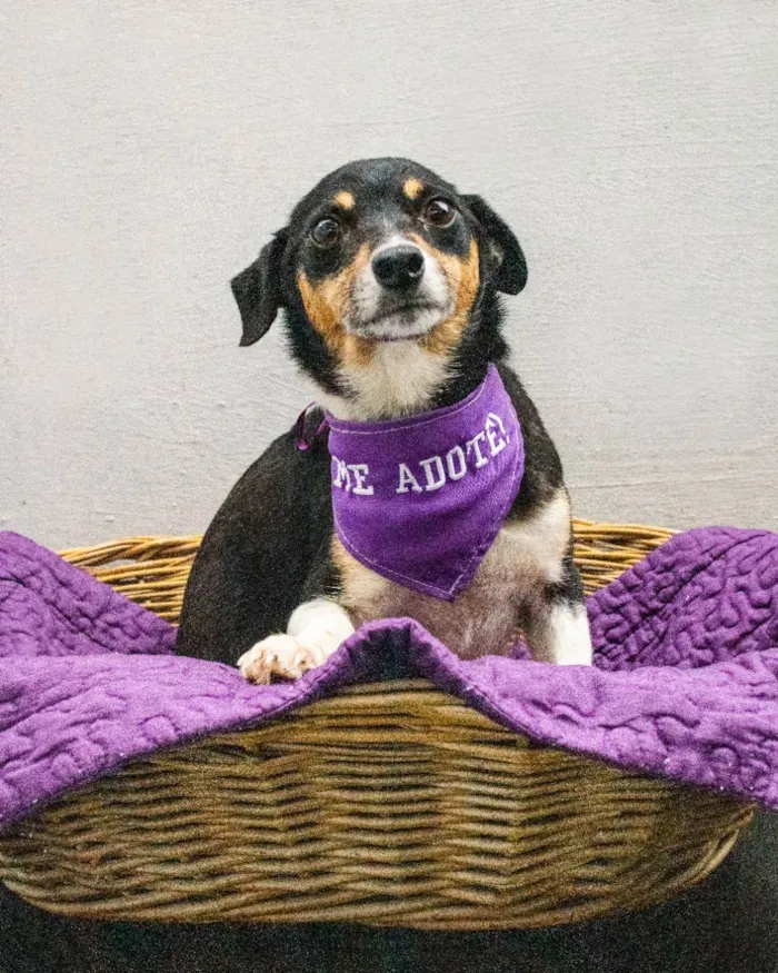 Cachorro ra a SRD idade 3 anos nome Serena