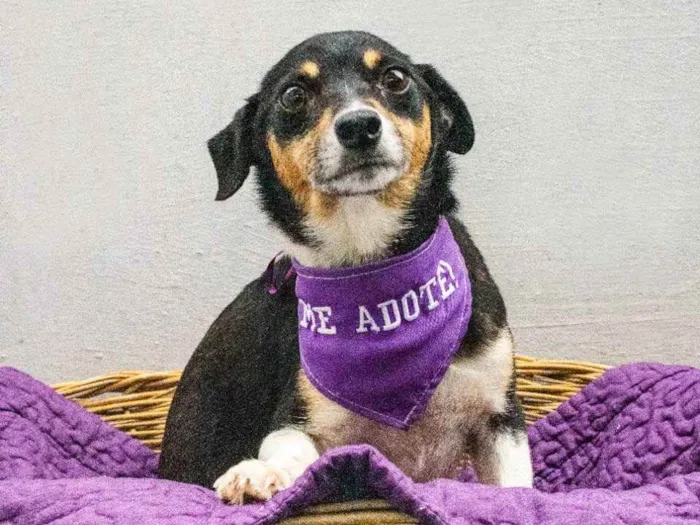 Cachorro ra a SRD idade 3 anos nome Serena