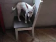 Annie