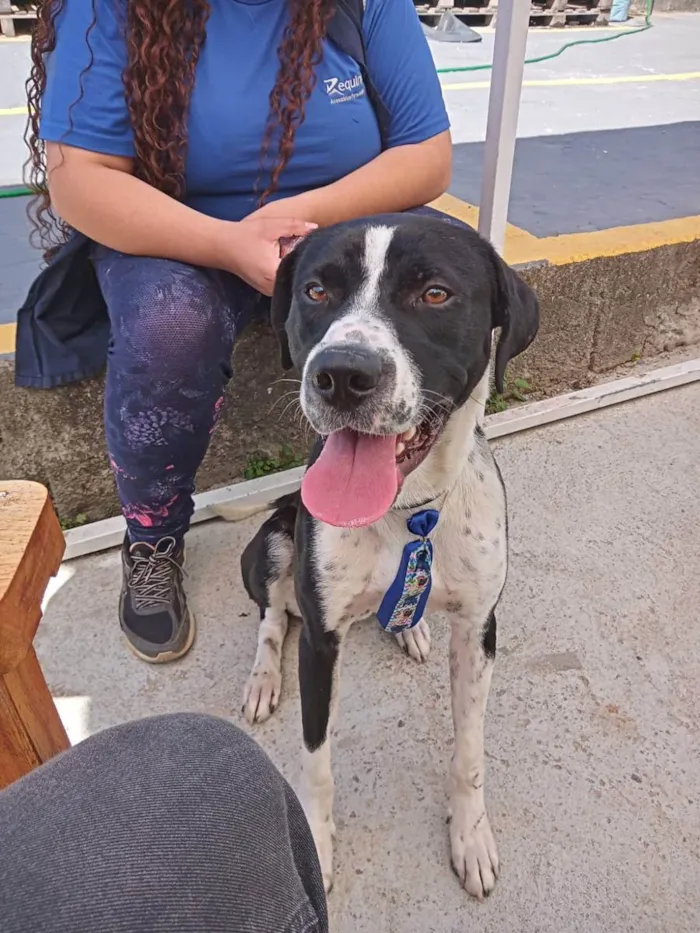 Cachorro raça Sem raça definida idade 1 ano nome Snoopy