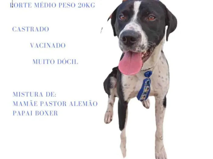 Cachorro raça Sem raça definida idade 1 ano nome Snoopy