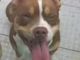 Ares