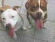 Ares e zaya