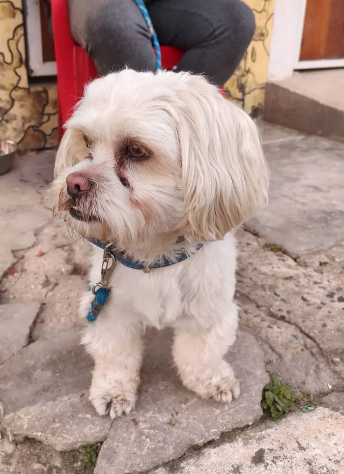 Cachorro ra a Lhasa Apso  idade 1 ano nome Não sei