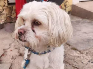 Cachorro raça Lhasa Apso  idade 1 ano nome Não sei