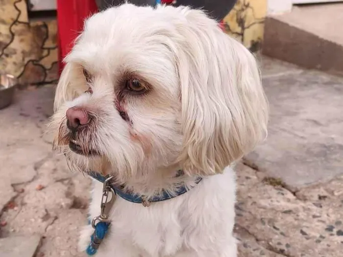Cachorro ra a Lhasa Apso  idade 1 ano nome Não sei