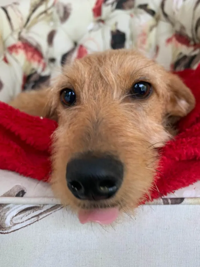 Cachorro raça Sem raça definida  idade 2 a 6 meses nome Verbena