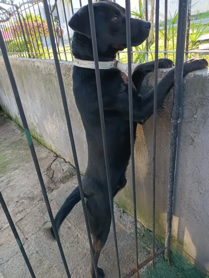 Cachorro ra a Misturado  idade 4 anos nome Simba