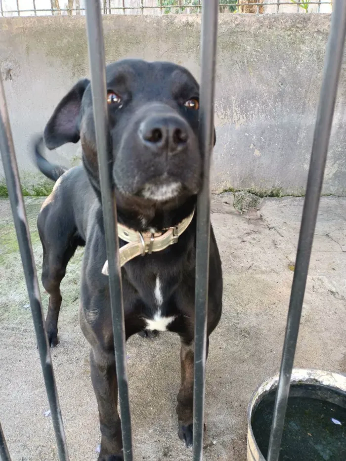 Cachorro ra a Misturado  idade 4 anos nome Simba