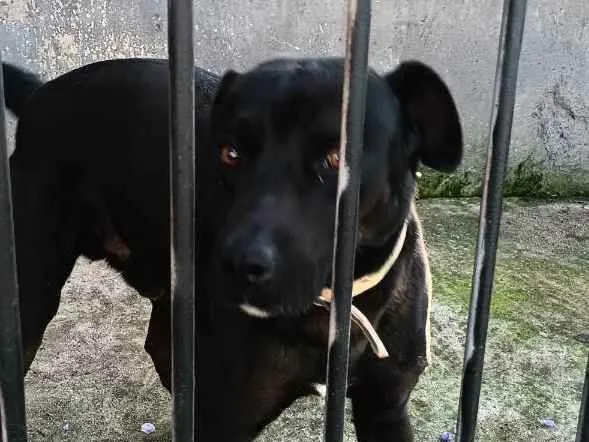 Cachorro ra a Misturado  idade 4 anos nome Simba