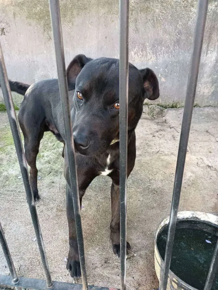 Cachorro ra a Misturado  idade 4 anos nome Simba