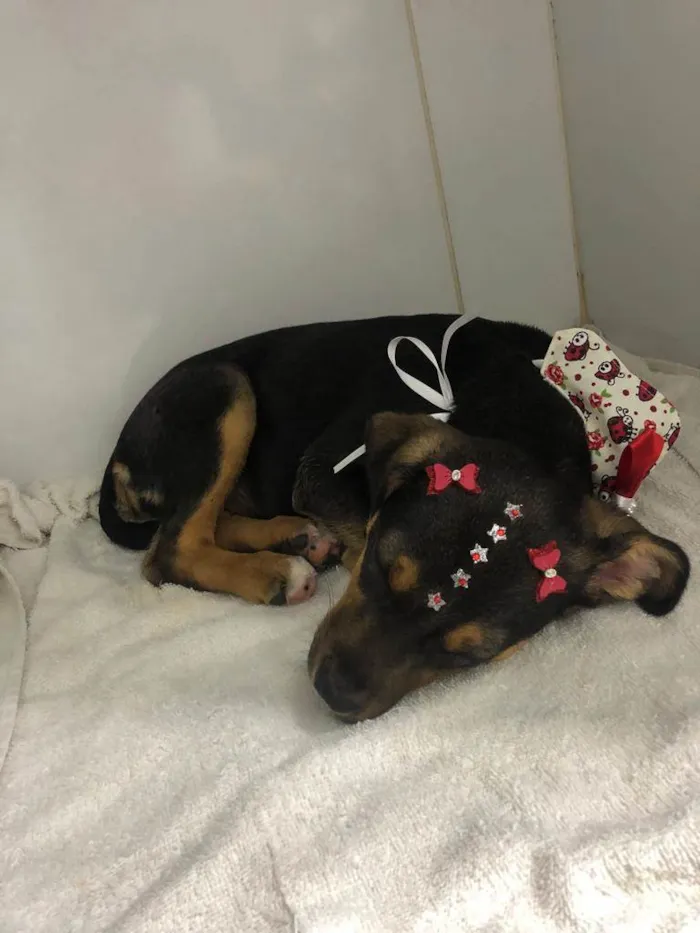 Cachorro ra a SRD  idade 2 a 6 meses nome Estrela