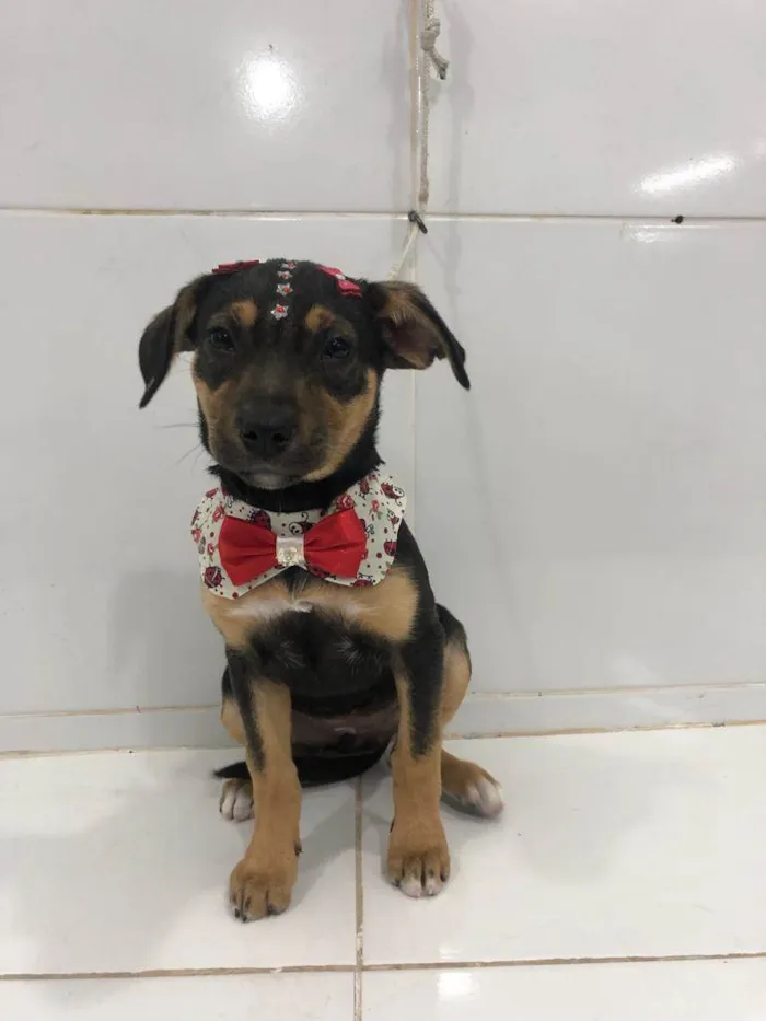 Cachorro ra a SRD  idade 2 a 6 meses nome Estrela