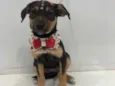 Estrela