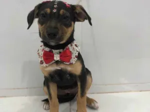 Cachorro raça SRD  idade 2 a 6 meses nome Estrela