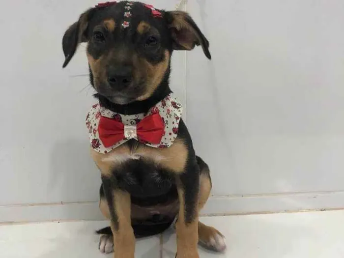 Cachorro ra a SRD  idade 2 a 6 meses nome Estrela