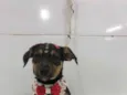 Estrela