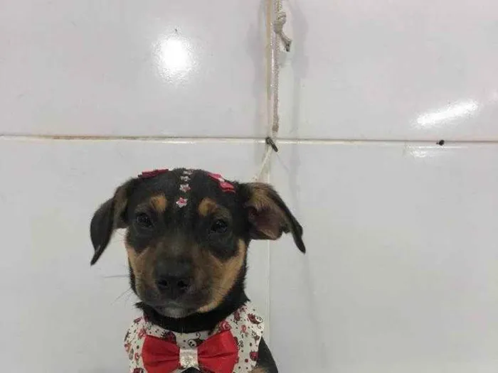 Cachorro ra a SRD  idade 2 a 6 meses nome Estrela