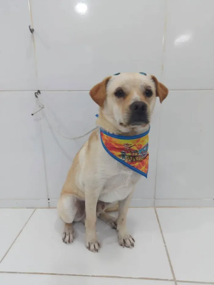 Cachorro ra a SRD  idade 7 a 11 meses nome Luki