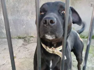 Cachorro raça Misturado  idade 4 anos nome Simba