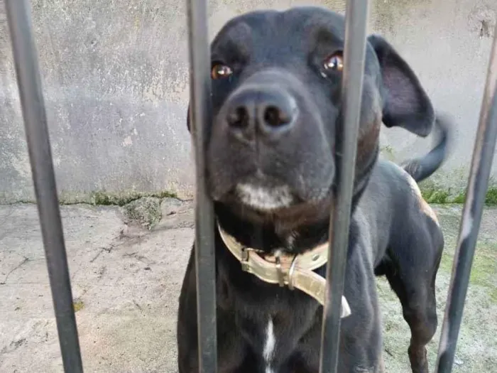 Cachorro ra a Misturado  idade 4 anos nome Simba