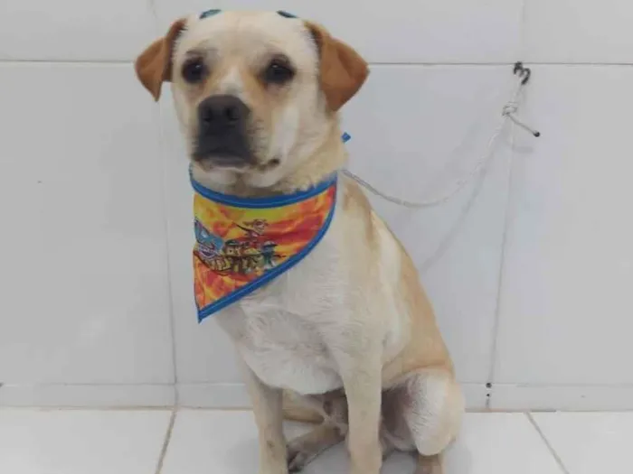 Cachorro ra a SRD  idade 7 a 11 meses nome Luki