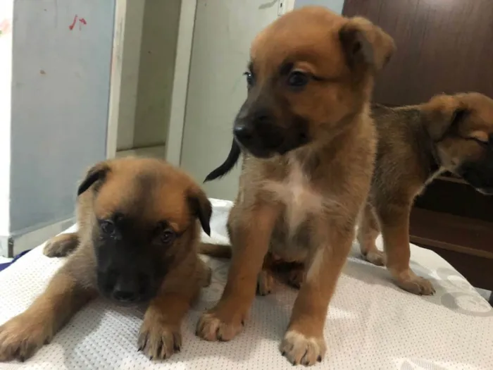 Cachorro ra a Mestiços idade 2 a 6 meses nome Sem nomes