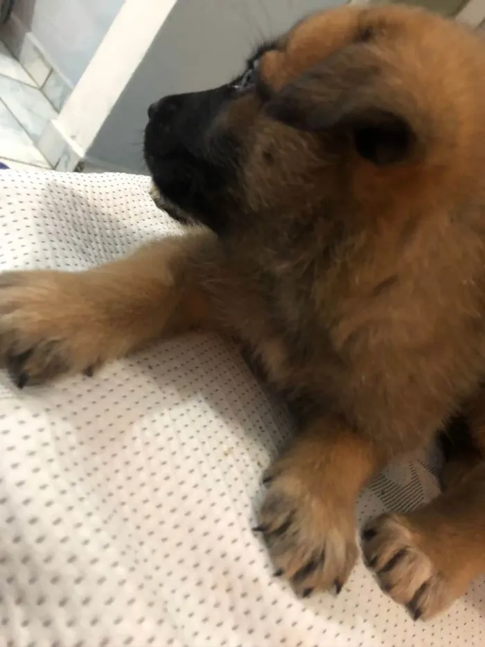 Cachorro ra a Mestiços idade 2 a 6 meses nome Sem nomes