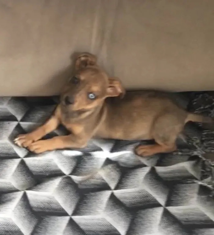 Cachorro ra a Salsicha com vira lata  idade 2 a 6 meses nome MARLIM