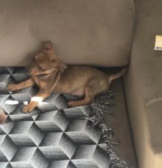 Cachorro ra a Salsicha com vira lata  idade 2 a 6 meses nome MARLIM