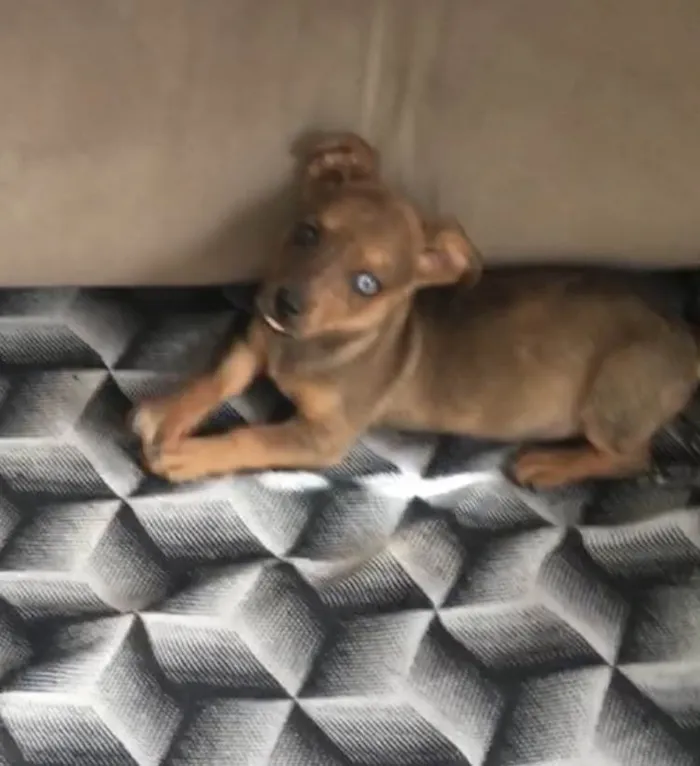 Cachorro ra a Salsicha com vira lata  idade 2 a 6 meses nome MARLIM