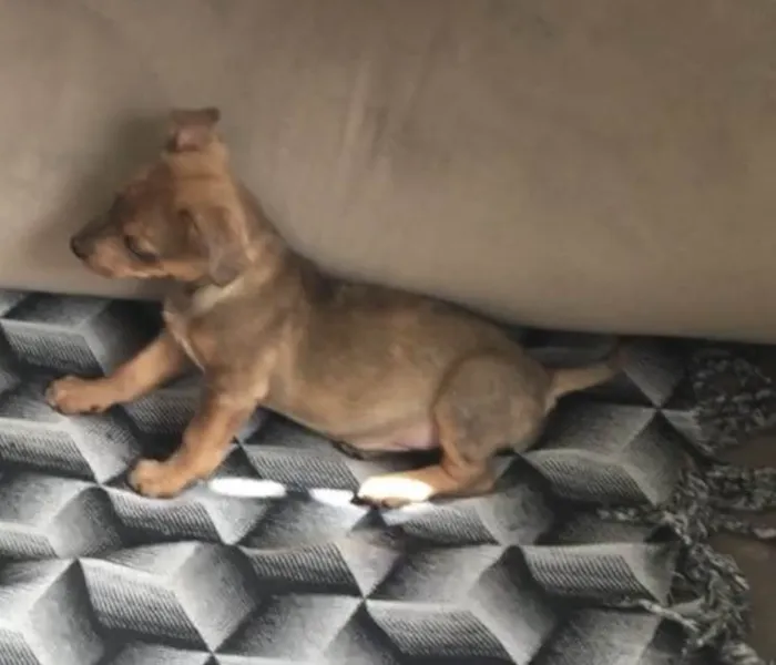 Cachorro ra a Salsicha com vira lata  idade 2 a 6 meses nome MARLIM