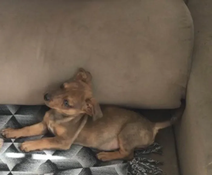 Cachorro ra a Salsicha com vira lata  idade 2 a 6 meses nome MARLIM
