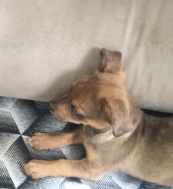 Cachorro ra a Salsicha com vira lata  idade 2 a 6 meses nome MARLIM