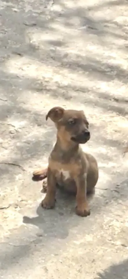 Cachorro ra a Salsicha com vira lata  idade 2 a 6 meses nome MARLIM