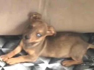 Cachorro raça Salsicha com vira lata  idade 2 a 6 meses nome MARLIM