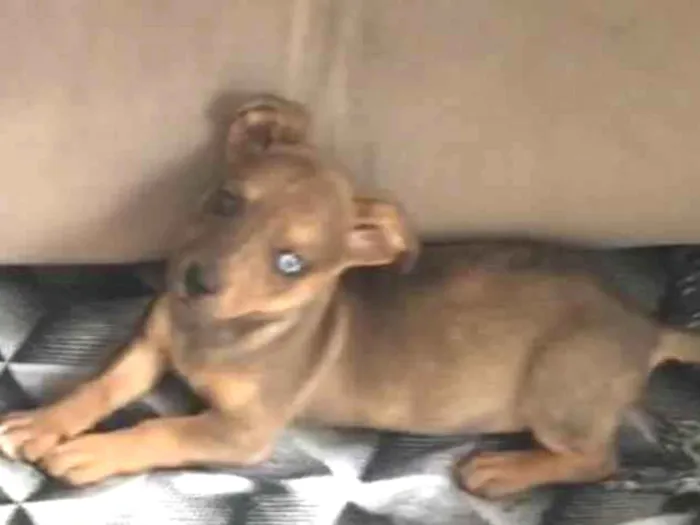 Cachorro ra a Salsicha com vira lata  idade 2 a 6 meses nome MARLIM