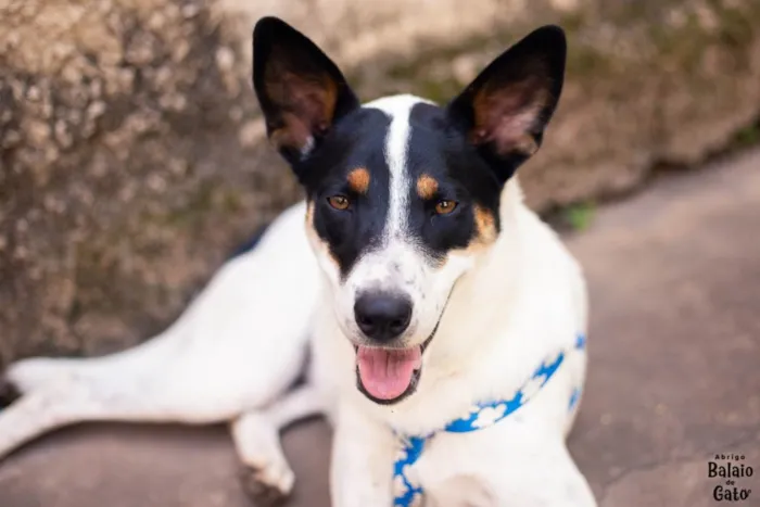 Cachorro raça SRD idade 1 ano nome Anita