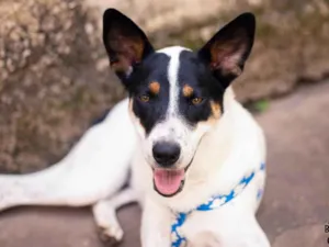 Cachorro raça SRD idade 1 ano nome Anita