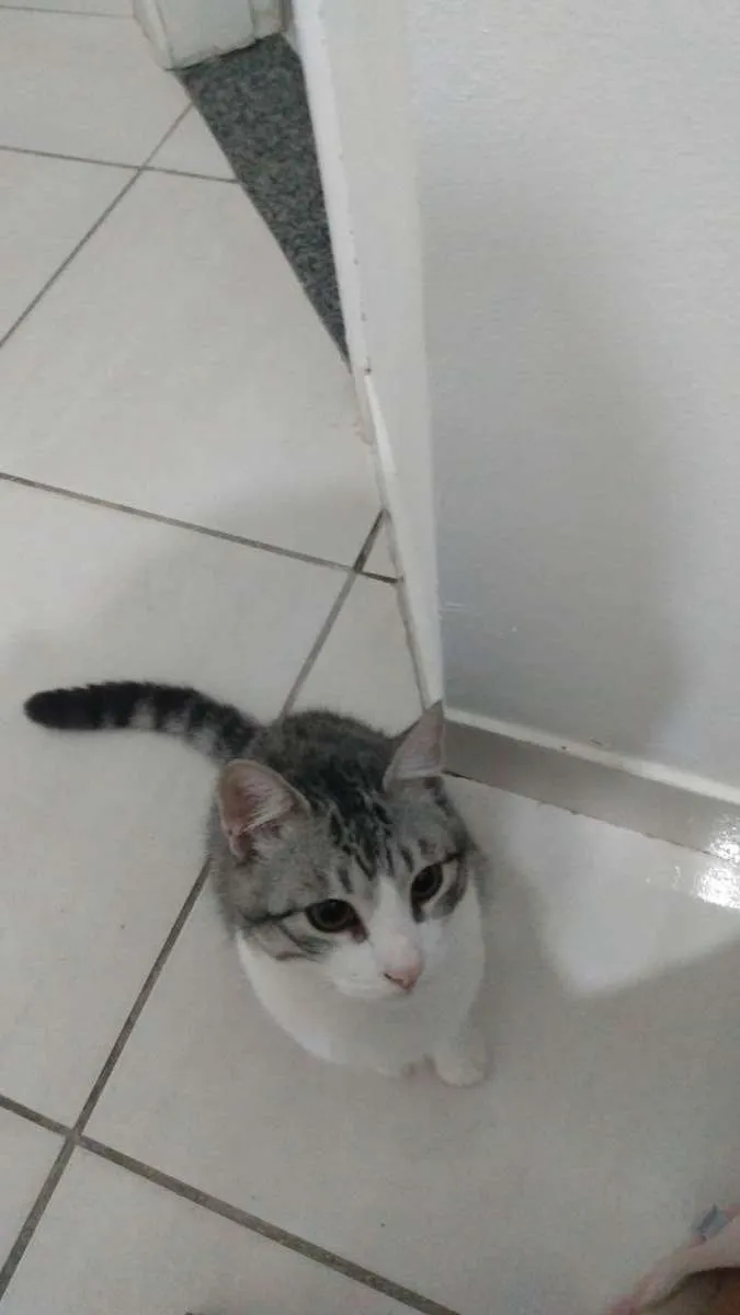 Gato ra a nenhuma idade 7 a 11 meses nome Tony Stark 