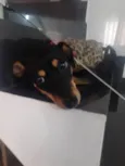 Lola