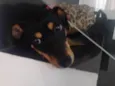 Lola