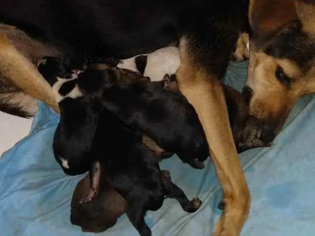 Cachorro ra a Vira lata  idade Abaixo de 2 meses nome Ambos não tem nome.